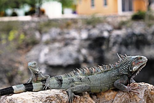 Iguana, Curaçao, Gamta, Gyvūnas, Gyvūnai