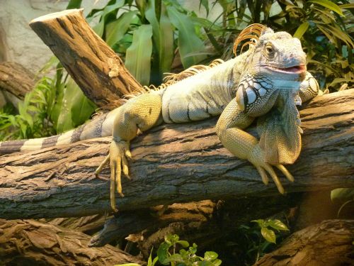 Iguana, Zoologijos Sodas, Ropliai, Džiunglės, Drakonas