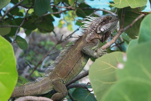 Iguana, Karibai, Gamta, Laukinė Gamta