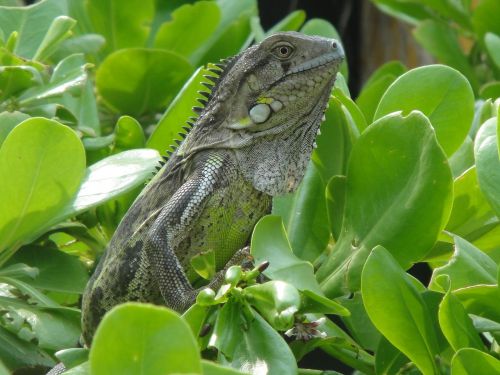 Iguana, Ropliai, Bonaire, Gamta, Žvėrys, Nyderlandų Antilai, Žalias, Gyvūnas
