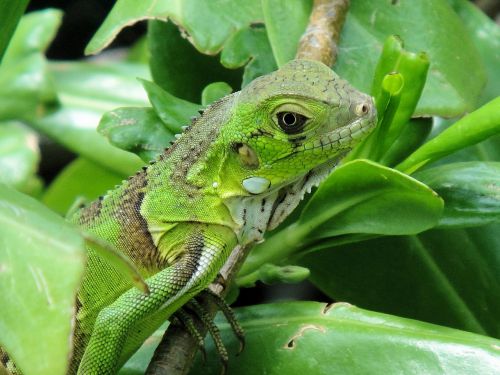 Iguana, Ropliai, Bonaire, Gamta, Žvėrys, Nyderlandų Antilai, Žalias, Gyvūnas