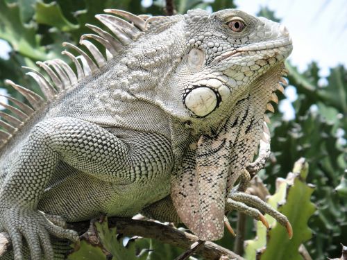 Iguana, Ropliai, Bonaire, Gamta, Žvėrys, Nyderlandų Antilai, Žalias, Gyvūnas, Svarstyklės, Galva