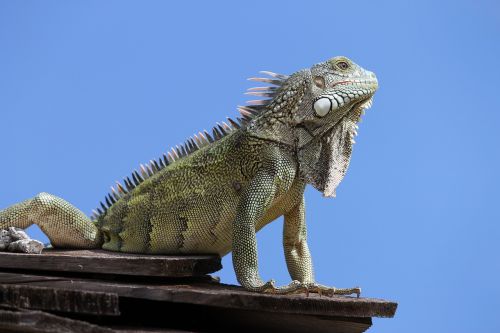 Iguana, Gyvūnas, Ropliai, Curacao, Gamta