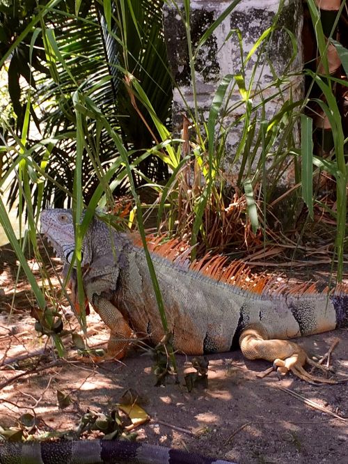 Iguana, Meksika, Puerto Vallarta