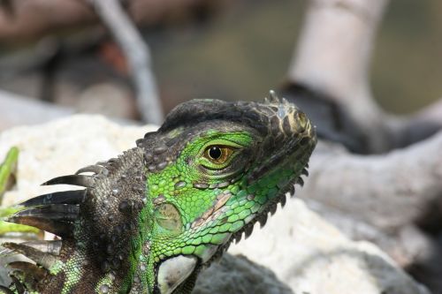 Iguana, Ropliai, Zoologijos Sodas