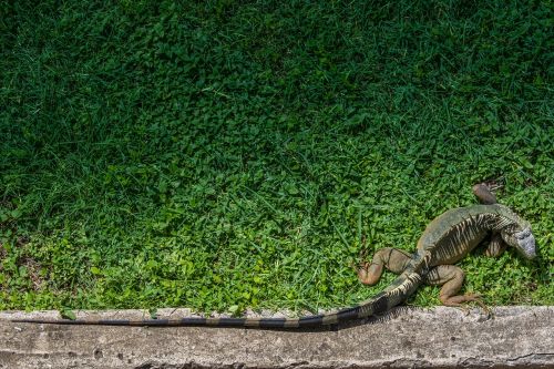 Iguana, Ropliai, Laukinė Gamta, Gyvūnas, Gamta, Atogrąžų, Padaras