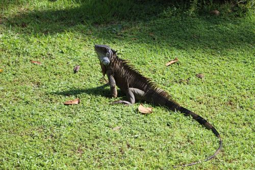 Iguana, Kosta Rika, Ropliai, Centrinė Amerika, Drakonas, Skalė, Tortuguero Nacionalinis Parkas