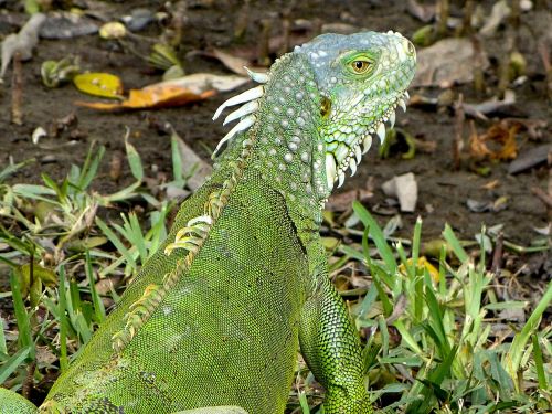Iguana, Usa, Florida