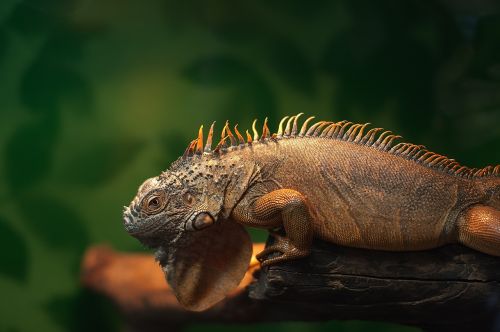 Iguana, Zoologijos Sodas, Ropliai, Terariumas