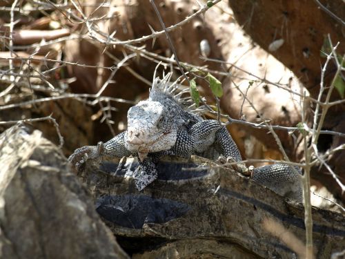 Iguana, Ropliai, Drakonas, Kabliukas, Skalė, Dykuma, Antilai, Curacao, Galva, Padaras, Gyvūnas, Karibai, Vaizdas, Velnias, Creepy, Niekšingas, Saldus, Akis, Oda, Modelis, Biologija, Fauna, Veidas, Gamta, Burna, Priešistoriniai Laikai, Paskatinti, Pasislėpęs, Apie Pasivaikščiojimą, Nuobodus, Laukti, Užgesinimas, Lipti, Žiūrėti