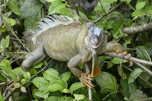 Iguana,  Pobūdį,  Medis,  Laukinių,  Costa Rica