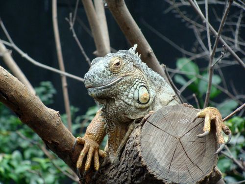 Iguana, Galva, Iš Arti, Gyvūnai, Zoologijos Sodas, Vincennes, France