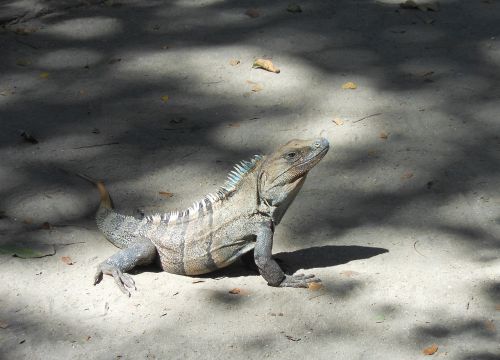 Iguana, Kosta Rika, Drakonas, Centrinė Amerika, Ropliai