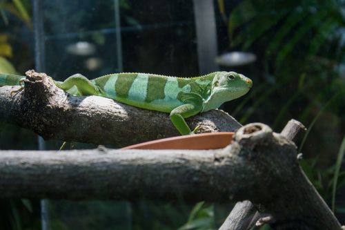 Iguana,  Juostos Fidži Iguana,  Žalias,  Gyvūnas,  Ropliai,  Gamta,  Driežas,  Zoologijos Sode