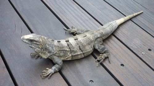 Iguana, Gyvūnai, Ropliai, Driežas, Drakonas, Meksika