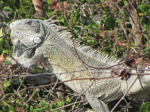 Iguana, Gyvūnas, Curaçao, Gamta