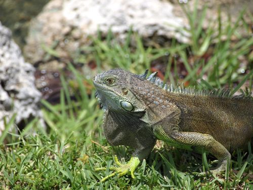 Iguana,  Driežas,  Ropliai,  Ežero Iguana