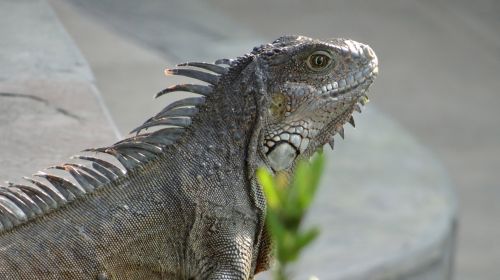 Iguana Iguanas,  Galapagai,  Iguanas Ekvadoras