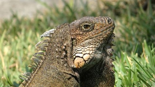 Iguana Iguanas,  Iguanas Ekvadoras