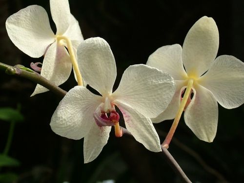 Versti, Orchidėjų Gėlė, 8 5000, Orchidėjų Gėlė