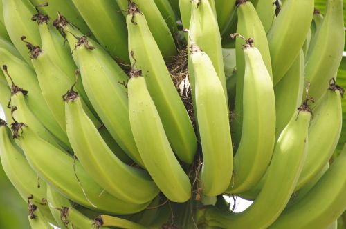 Vaizdas, Bananai, Abaid, Quindio, Kolumbija