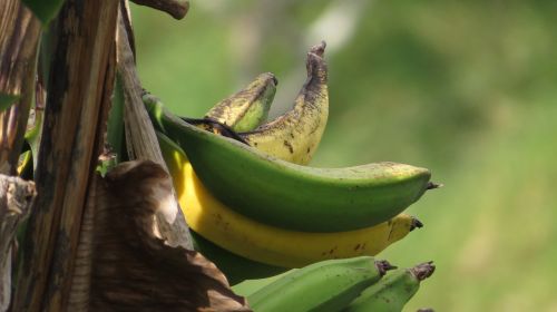 Vaizdas, Gamta, Bananas, Bananai