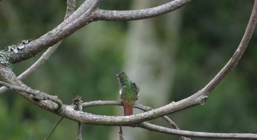 Vaizdas, Kolibris, Chupafloras, Lagaminai, Kraštovaizdžio Fauna, Kolumbija