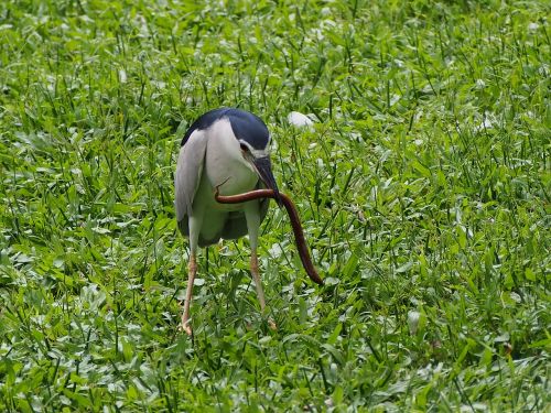 蒼 蒼, Pelkiniai Unguriai, 獵 Maistas