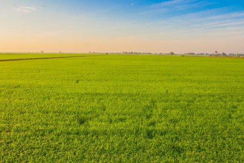 Ryžiai, Vaizdo Vaizdas, Kukurūzų Laukas, Laukas, Žemės Ūkio Paskirties Žemė
