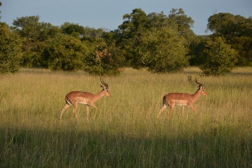 Impala, Pietų Afrika, Stepė, Gamta, Nacionalinis Parkas
