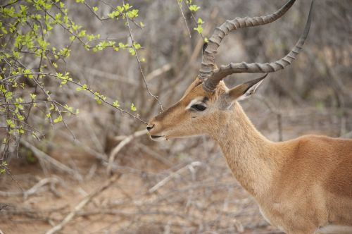 Impala, Elnias, Kruger