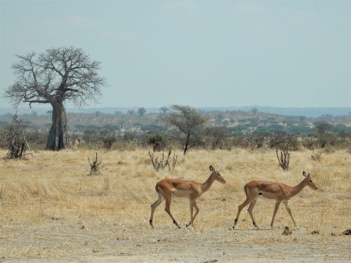 Impala, Baobabas, Savana, Afrika, Tanzanija, Safari, Gamta, Gyvūnas, Kelionė, Kraštovaizdis, Gyvūnai, Nacionalinis Parkas