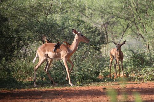 Impala, Gyvūnai, Safari, Afrika, Limpopo