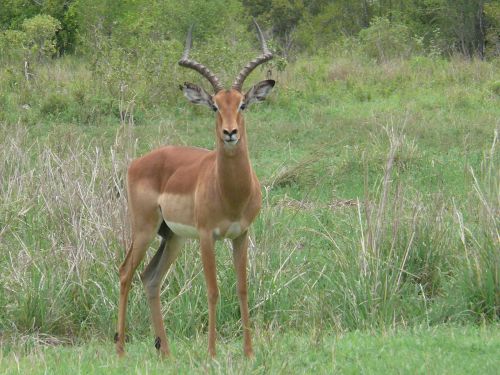 Impala, Gyvūnai, Antilopė, Afrika, Žinduolis, Laukiniai, Žolėdis, Patinas, Ragai, Pietų Afrika, Safari, Kruger Nacionalinis Parkas, Laukinė Gamta
