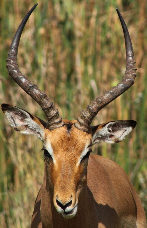 Impala, Antilopė, Buck