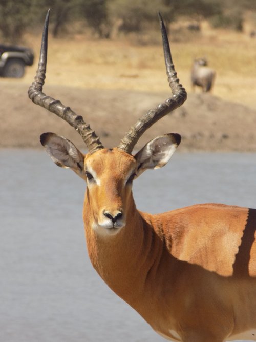 Impala,  Antilopė,  Afrikoje,  Safari,  Gyvūnijos,  Ragai,  Tarangire,  Pobūdį,  Gyvūnas