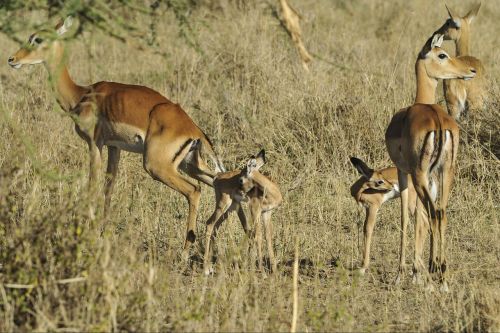 Impala, Ganymas, Savana, Antilopė, Serengeti, Kūdikiai, Jaunas, Suaugusieji, Žolė, Tanzanija, Afrika