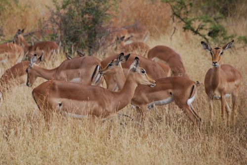 Impala, Afrika, Laukinė Gamta, Safari, Parkas, Kruger, Krūmas