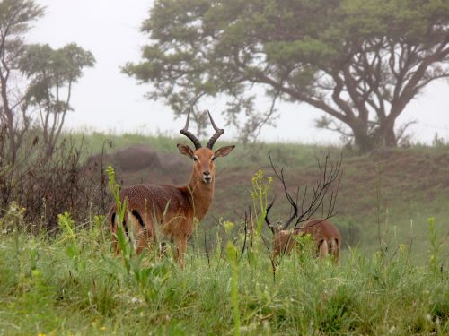 Impala,  Buck,  Antilopė,  Acacia,  Laukinė Gamta,  Afrika,  Impala Buck