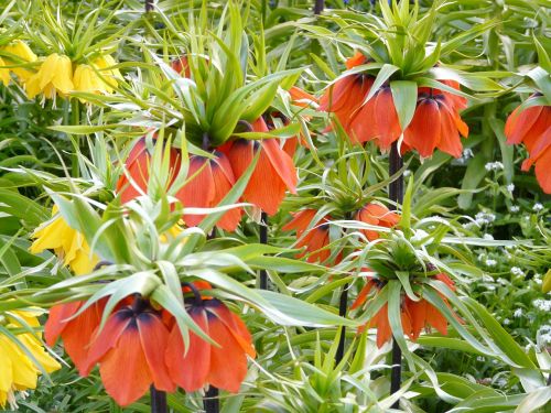 Imperijos Karūna, Gėlė, Žiedas, Žydėti, Geltona, Oranžinė, Fritillaria Imperialis, Fritillaria, Lelijos Šeima, Liliaceae, Toksiškas, Žolinis Augalas, Augalas, Flora, Žalias, Egzotiškas, Botanikos Sodas, Sodas, Parkas