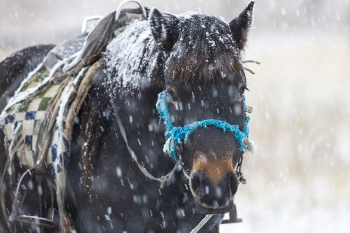 Žiemą, Arklys, Sniegas, Kantrybė, Bogarto Kaimas, Mongolija
