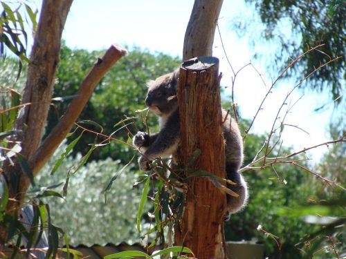 Gyvūnų Pasaulyje, Koala, Australia, Gyvūnai Australia