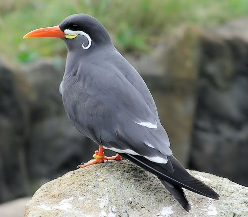 Inca Tern, Ternas, Paukštis, Zoologijos Sodas, Laukinė Gamta, Jūros Paukštis, Gamta