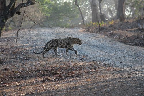 Indija, Leopardas, Girtis, Džiunglės, Safari, Laukinė Gamta, Gamta, Į Pietus, Dykuma, Nacionalinis, Laukiniai