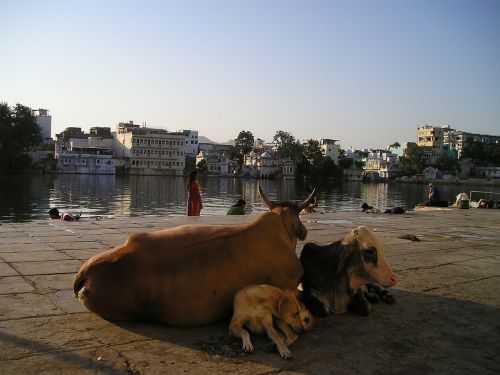 Indija, Karvė, Šuo, Gyvūnai, Šventas, Kelias