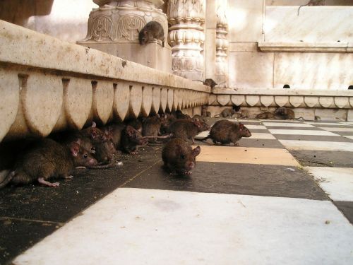 Indija, Žiurkių Šventykla, Žiurkė, Šventas