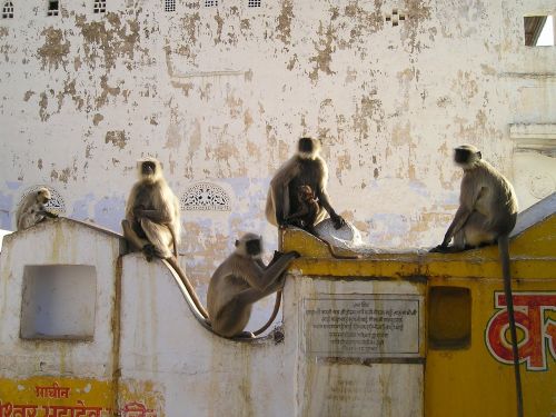 Indija, Ape, Ape Orda