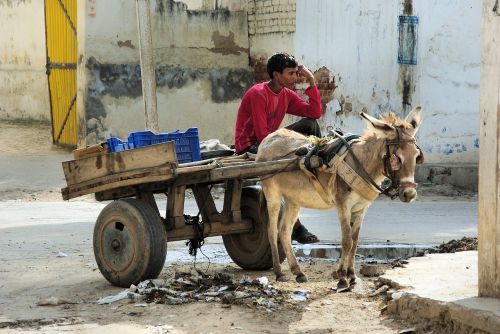 Indija, Rajasthan, Shekhawati, Mandawa, Maikas, Charette, Transportas