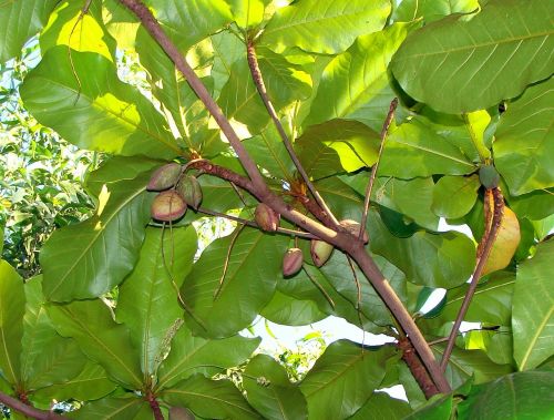 Indijos Migdolai, Vaisiai, Medis Atogrąžų Migdolų, Terminala Catappa, Indija, Medis, Lauke, Aplinka, Bagažinė, Lapai, Filialai, Vaisiai, Maistas, Prinokę, Sveikas, Šviežias, Mityba, Vegetariškas, Natūralus, Ekologiškas, Skanus, Mityba, Sveikata, Ingredientas, Skanus, Žemdirbystė, Žaliavinis, Maistingas