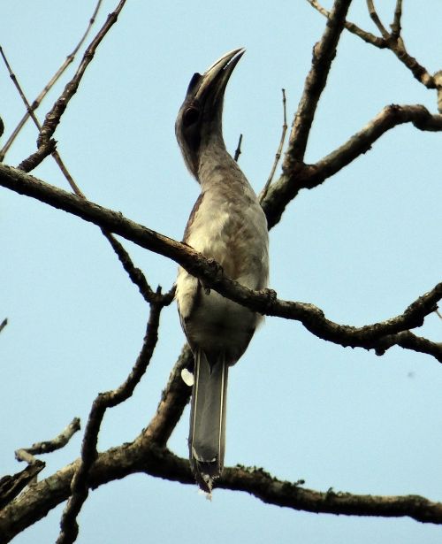 Indijos Pilka Ragas, Ocyceros Birostris, Paukštis, Karnataka, Indija